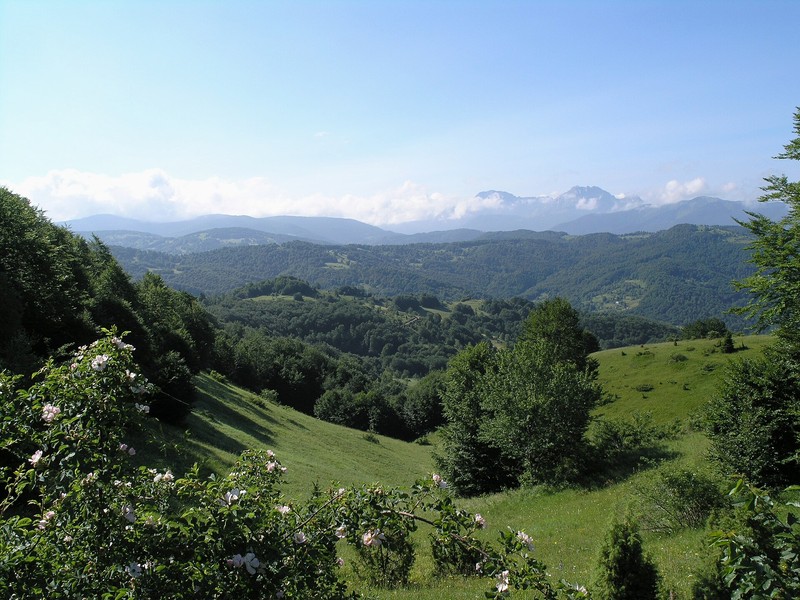 比奥格勒森林 - photo 20