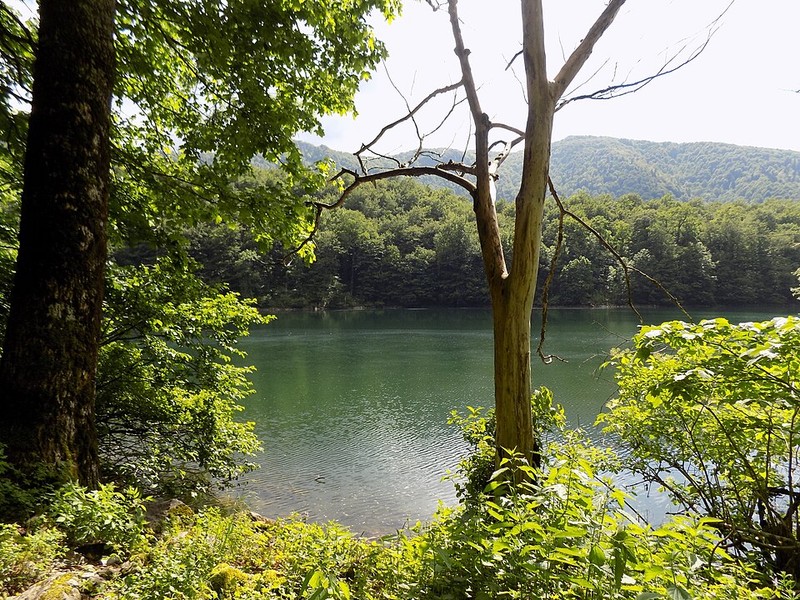 比奥格勒森林 - photo 19